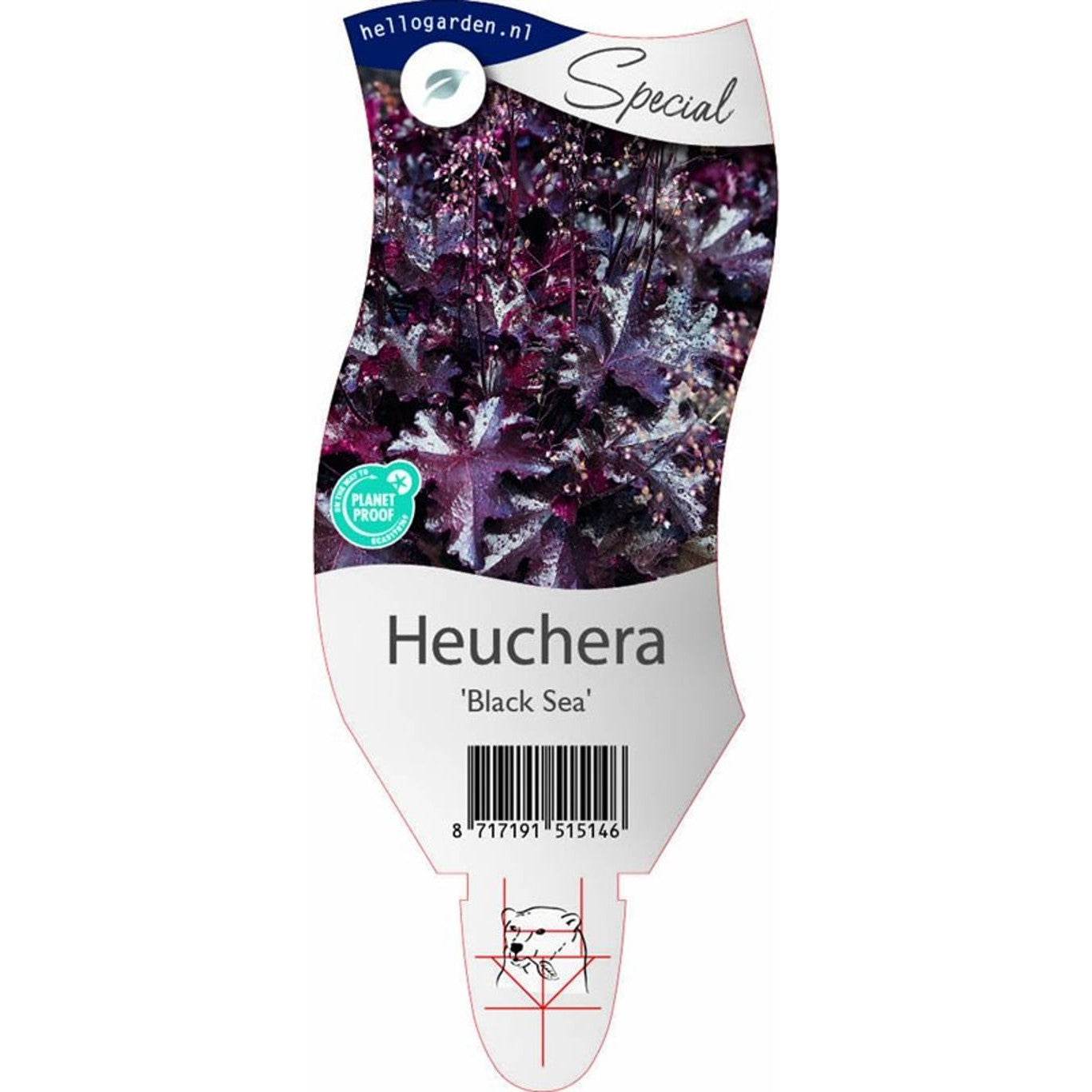 Alunrot – Heuchera 'Black Sea' - P11